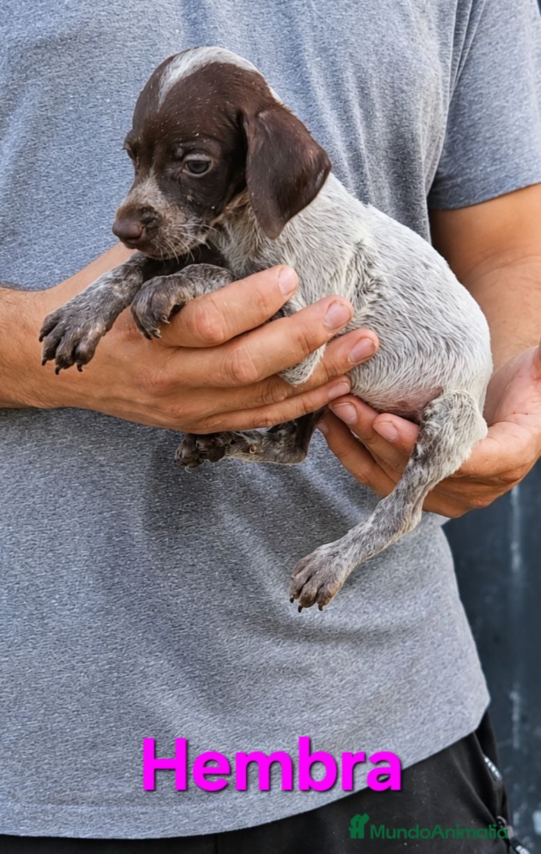 Braco Alemán de Pelo Corto perros Camada bracos alemanes - Anuncio 30