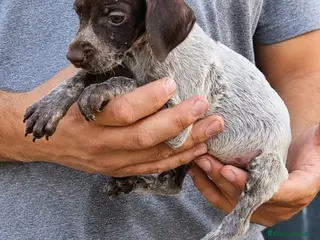 Braco Alemán de Pelo Corto perros Camada bracos alemanes - Anuncio 30