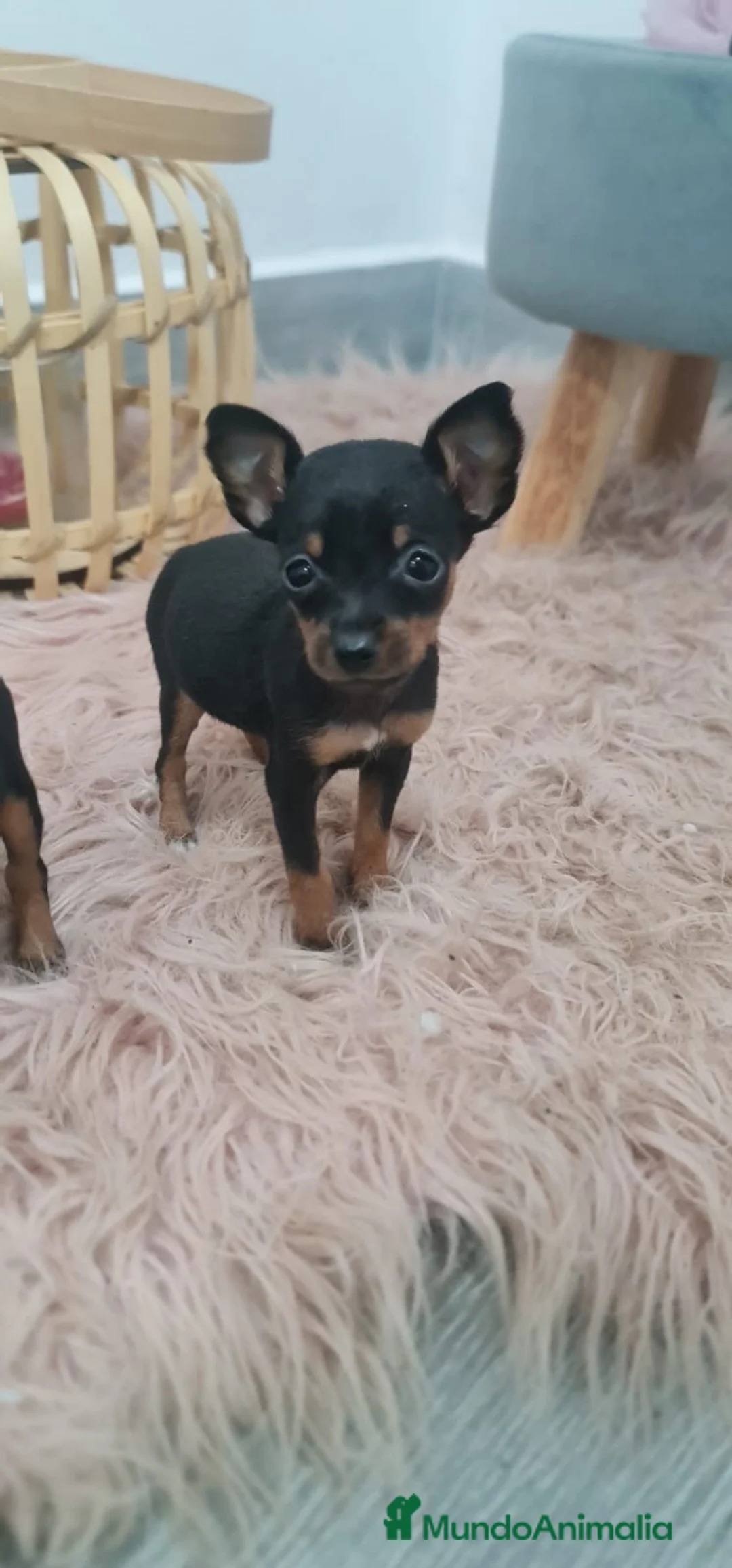 Ratón de Praga perros en venta: Ratones de Praga Máxima calidad Toys - Anuncio 1