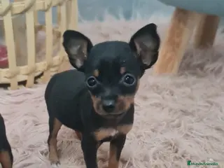 Ratón de Praga perros Ratones de Praga Máxima calidad Toys - Anuncio 1