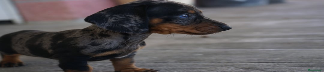 FLORENTINA