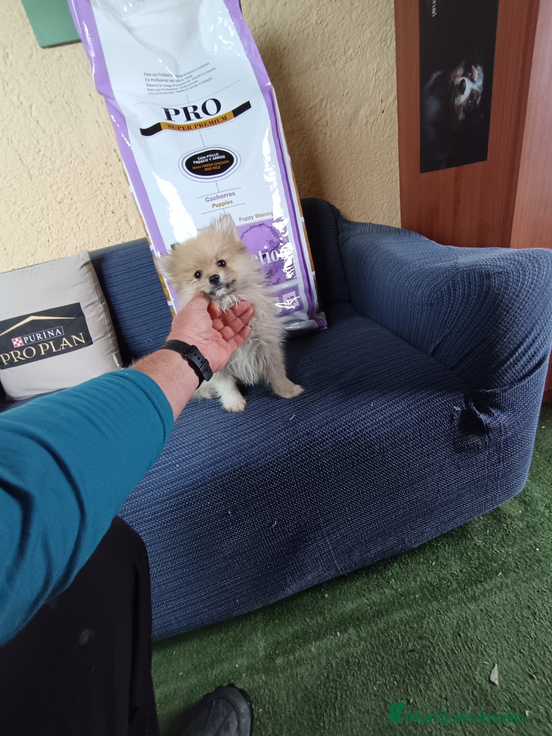 Pomerania perros en venta: Cachorro pomerania  - Anuncio 3