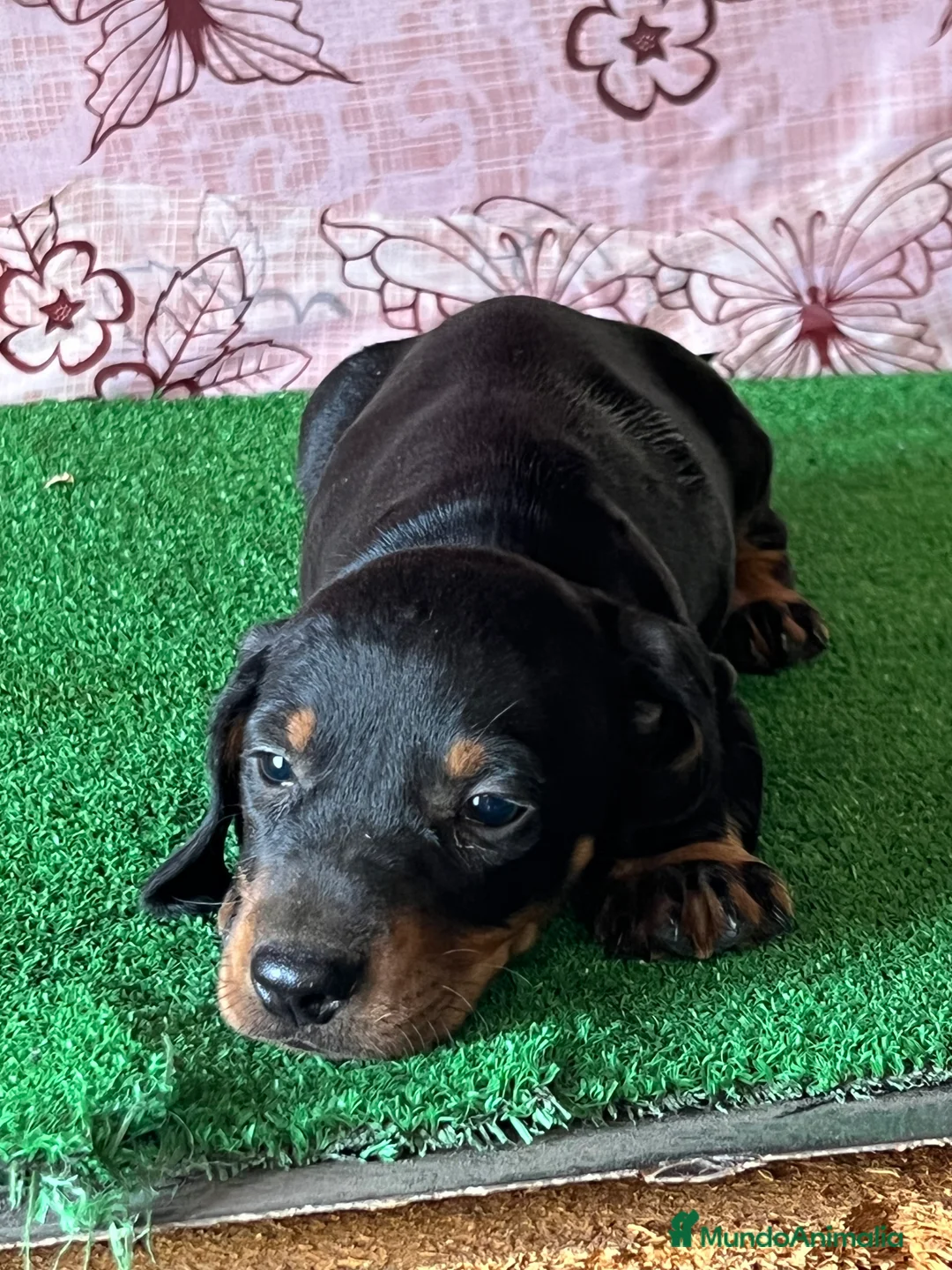 Teckel Miniatura perros en venta: Teckel miniatura pura raza  en Ciudad Real - Anuncio 8