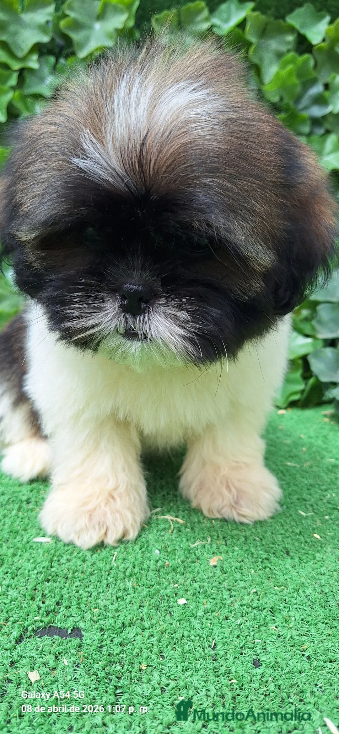 Shih Tzu perros en venta: Zhizu - Anuncio 2