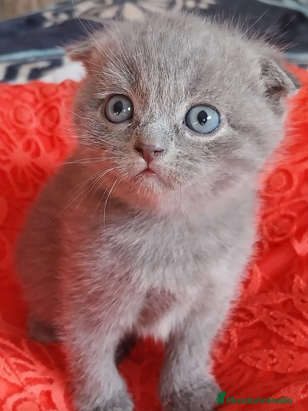 Scottish Fold gatos en venta: Scottish Fold  - Anuncio 1