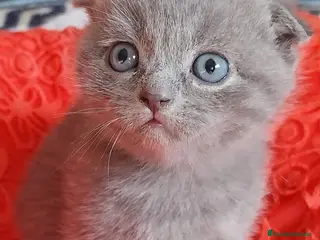 Scottish Fold gatos Scottish Fold - Anuncio 1