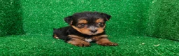 Yorkshire Terrier perros en venta: Yorkshire terrier - Anuncio 14
