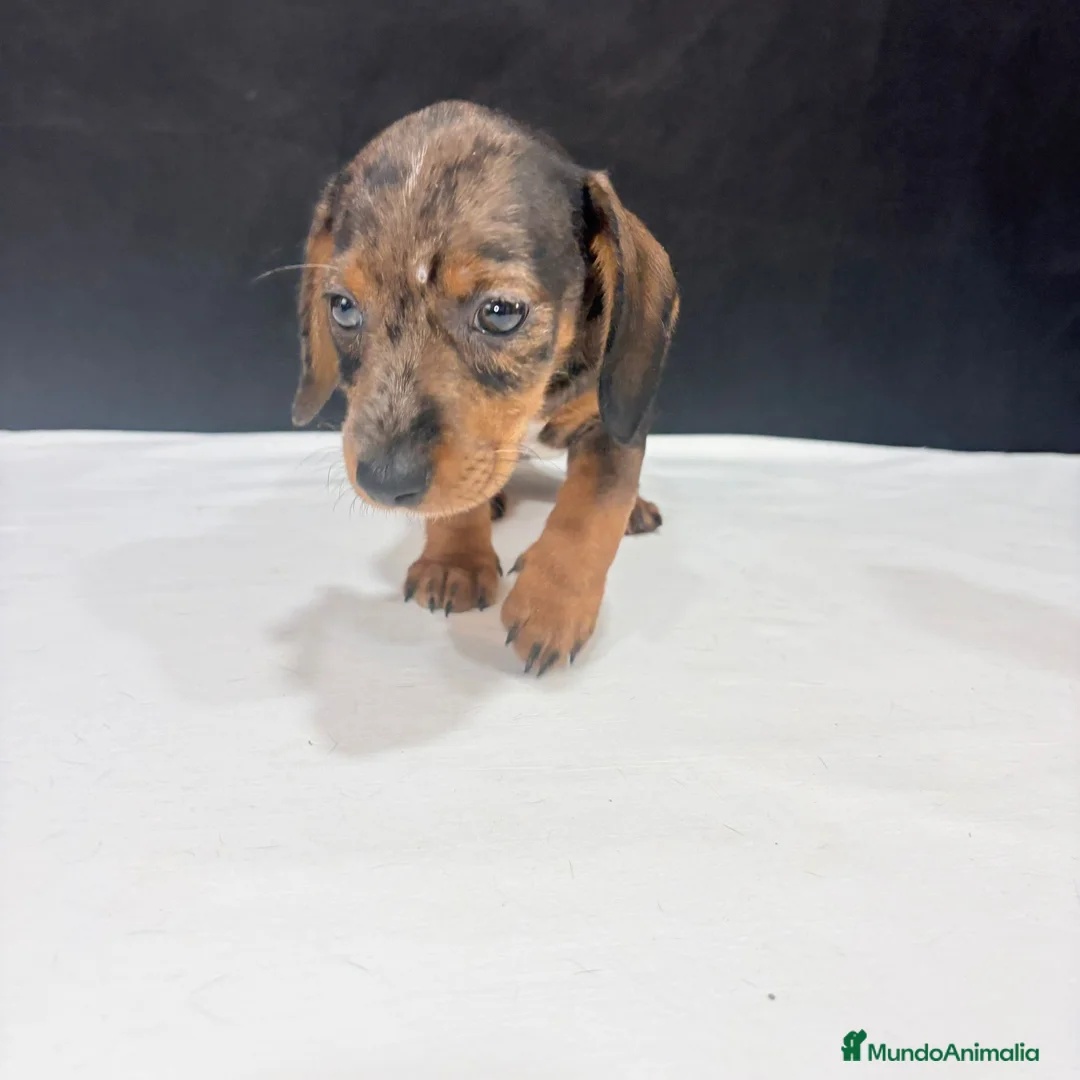 Teckel Miniatura perros en venta: Teckel Miniatura - Anuncio 2