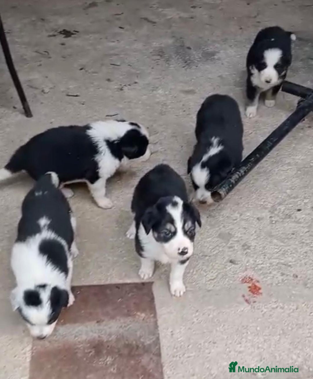 Border Collie perros en venta: Border collie  - Imagen 3