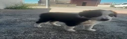 Border Collie perros en venta: BORDER COLLIE - Anuncio 6