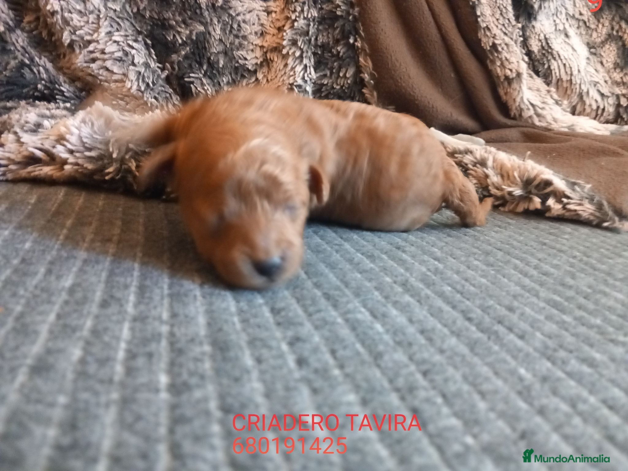 Caniche Toy perros Caniche toy rojo cachorro poodle. - Anuncio 23