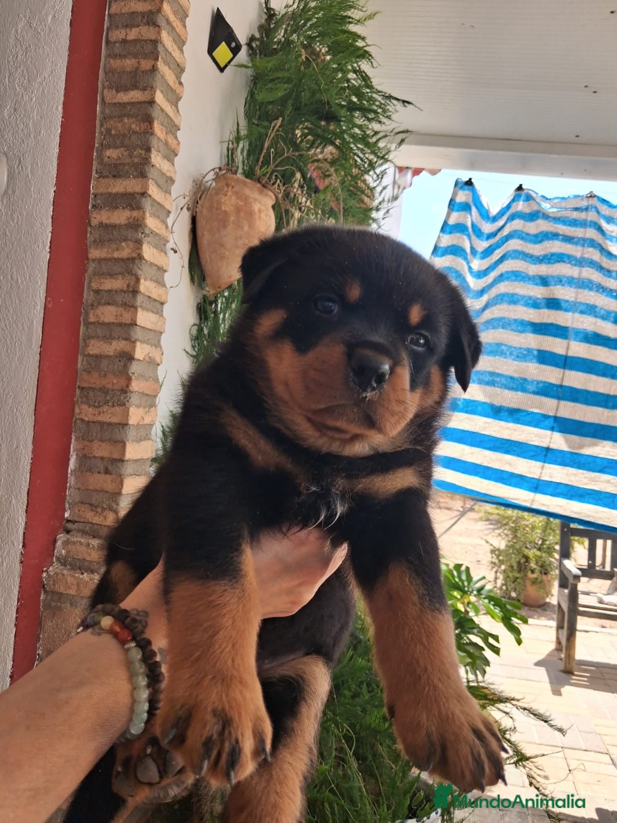 Rottweiler perros Rottweiler cachorro - Anuncio 2