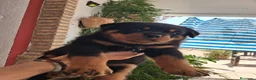 Rottweiler perros en venta: Rottweiler cachorro - Anuncio 2