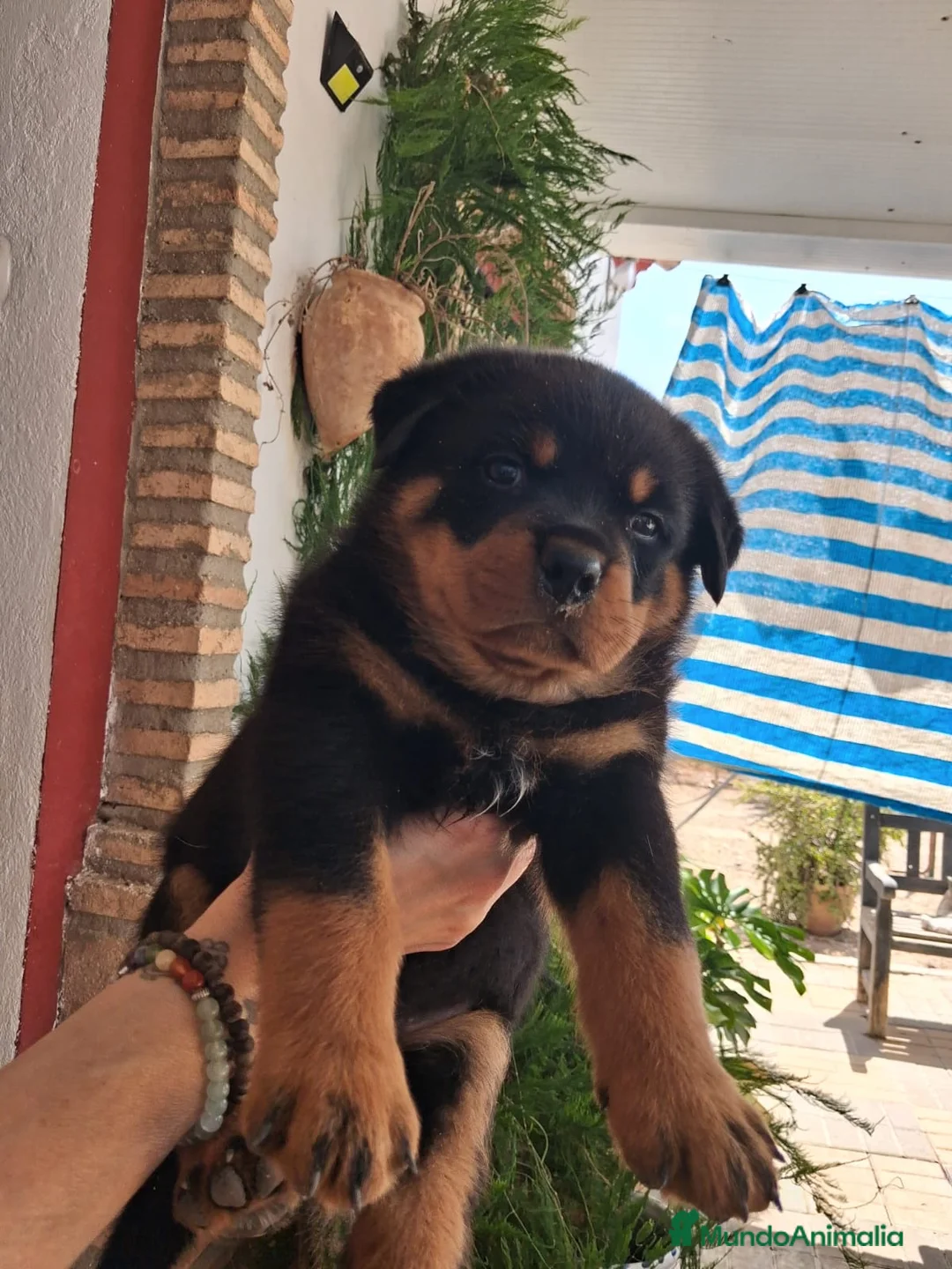 Rottweiler perros en venta: Rottweiler cachorro - Anuncio 2