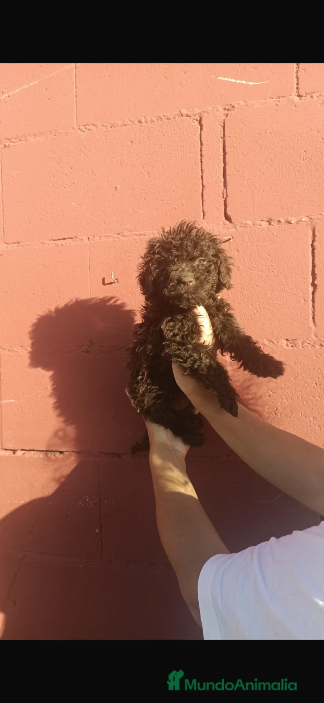 Perro de Agua Español perros en venta: Perros de agua🐶🐾 en Sevilla - Anuncio 1