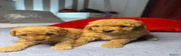 Caniche Toy perros en venta: Caniche toy  rojos y apricot - Anuncio 6