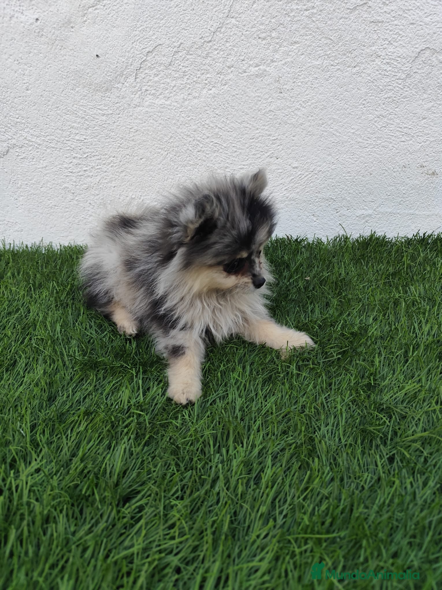 Pomerania perros en venta: Pomerania toy  - Anuncio 9