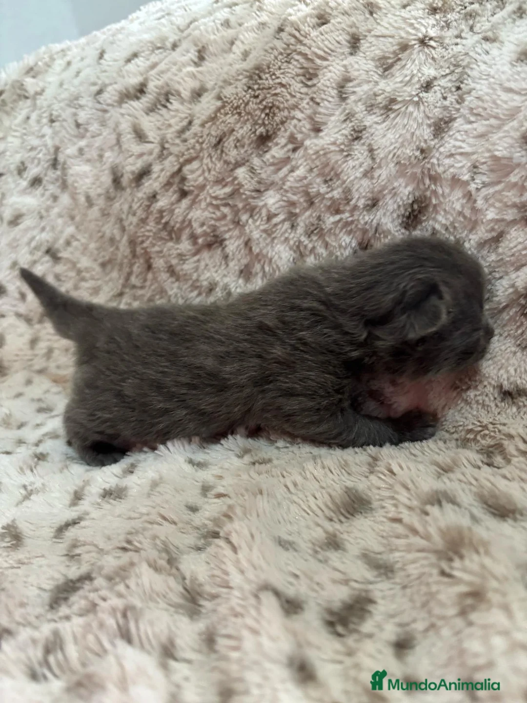 Británico de Pelo Corto Azul gatos en venta: Gatitos British en Barcelona - Anuncio 4