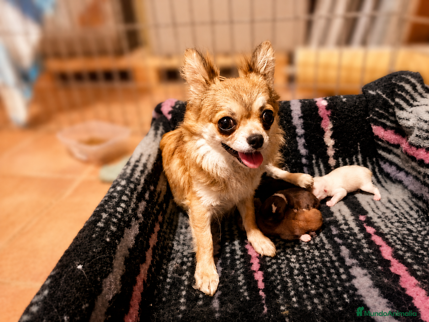 Chihuahua perros Camada Flapi Chihuahua  - Anuncio 1