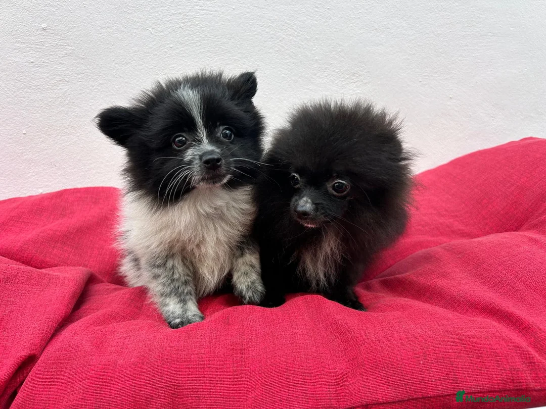 Pomerania perros en venta: Pomerania mini - Anuncio 2