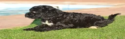 Perro de Agua Español perros en venta: Camada de perro de agua  - Anuncio 2