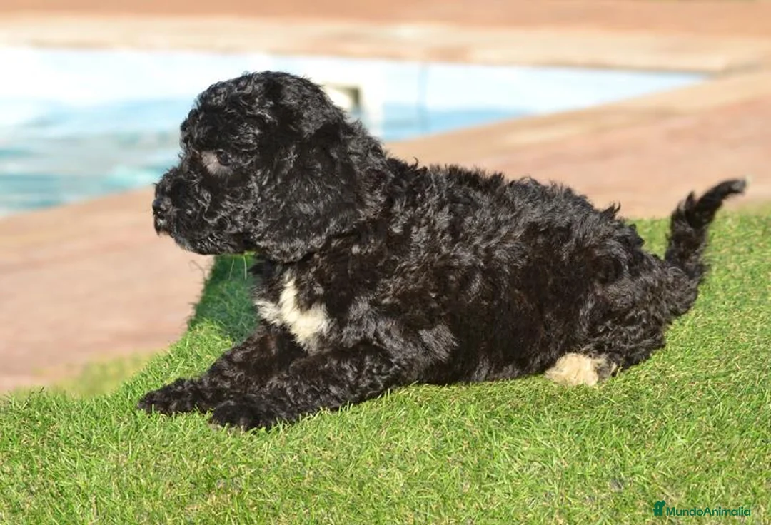 Perro de Agua Español perros en venta: Camada de perro de agua  - Anuncio 2
