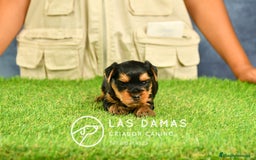 Yorkshire Terrier perros en venta: Macho yorkshire disponible - Imagen 1