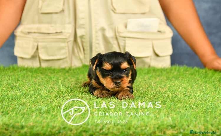 Yorkshire Terrier perros - Propaganda 12