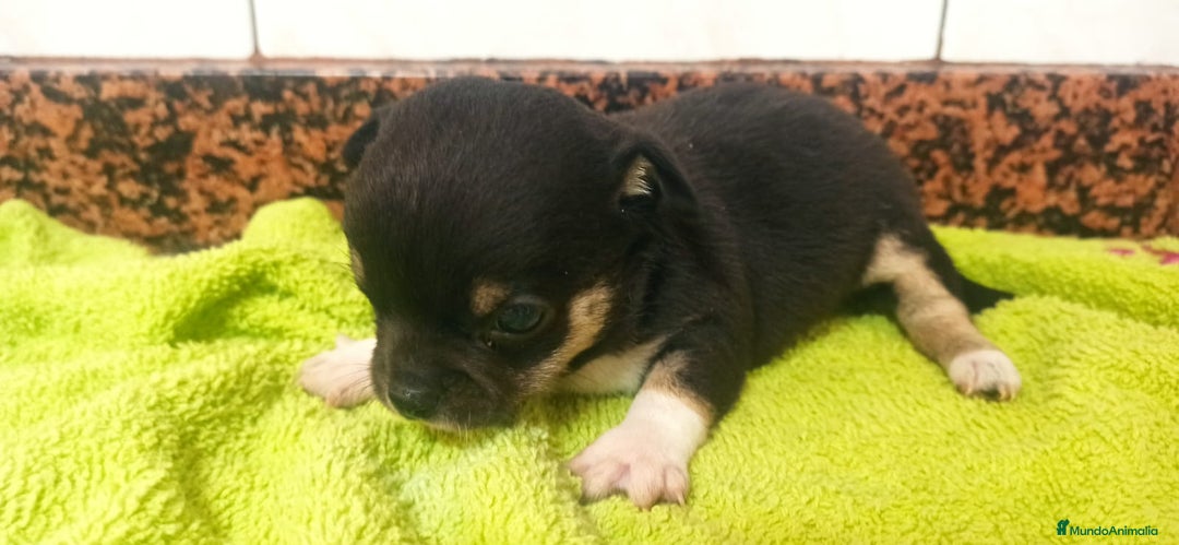 Chihuahua perros en venta: Hembra chihuahua  - Imagen 4
