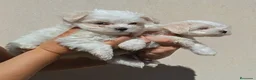 Bichón Maltés perros en venta: BICHÓN MALTES HEMBRITA - Anuncio 2