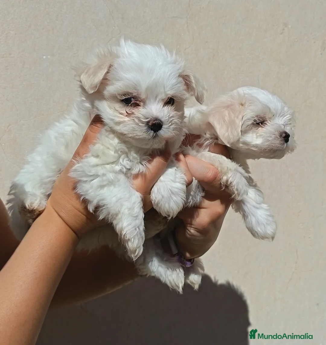 Bichón Maltés perros en venta: BICHÓN MALTES HEMBRITA - Anuncio 2