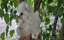 Pomerania perros en venta: Lulú de pomerania  en Cádiz - Imagen 11