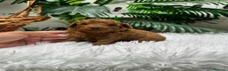 Caniche Toy perros en venta: CANICHE ROJO MACHO - Anuncio 15