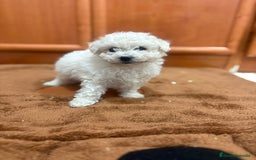 Caniche Toy perros en venta: Caniche toy blanca - Imagen 9