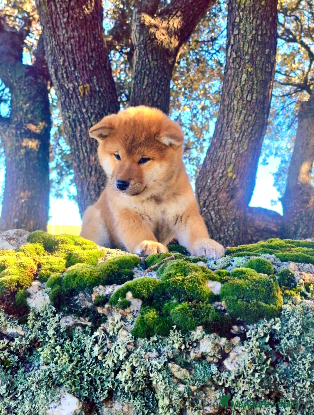 Imagen de galería {{count}}