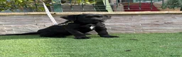 Cane Corso perros en venta: Cachorra cane corso  - Anuncio 8