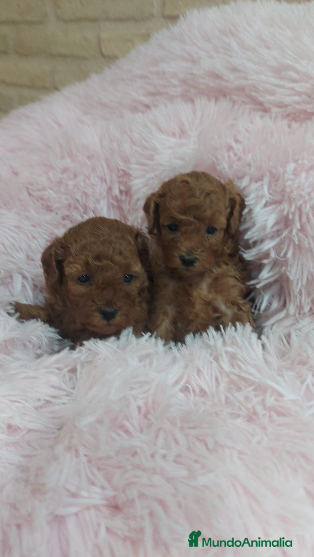 Caniche Toy perros en venta: CANICHE TOY - Anuncio 1