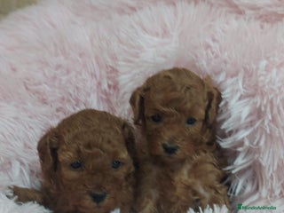 Caniche Toy perros CANICHE TOY - Anuncio 2