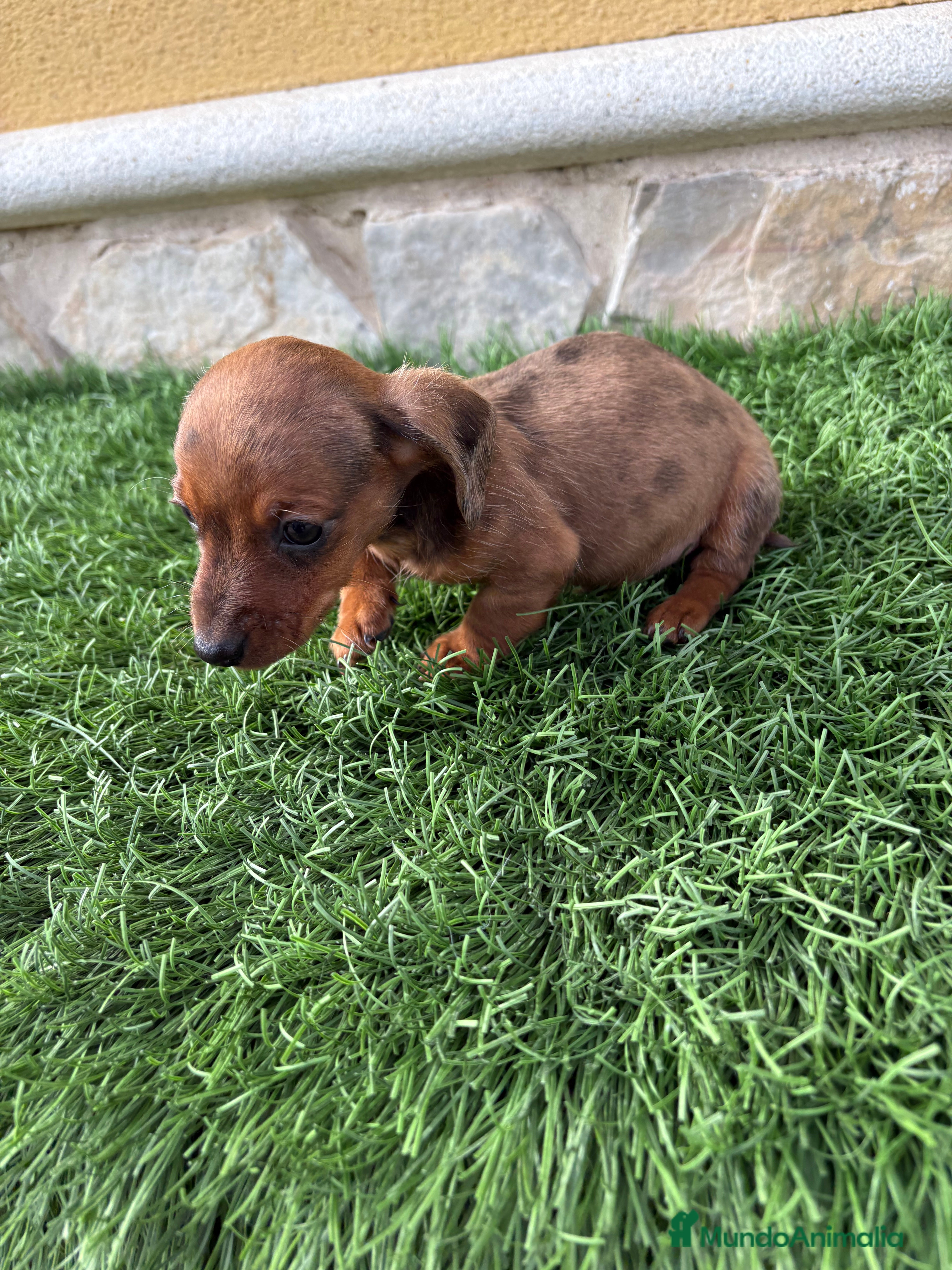 Teckel Miniatura perros Teckel Kaninchen macho Merle chocolate diluido  - Anuncio 3