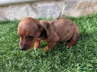 Teckel Miniatura perros Teckel Kaninchen macho Merle chocolate diluido - Anuncio 3