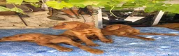 Setter Irlandés Rojo perros en venta: Setter Rojo - Anuncio 4