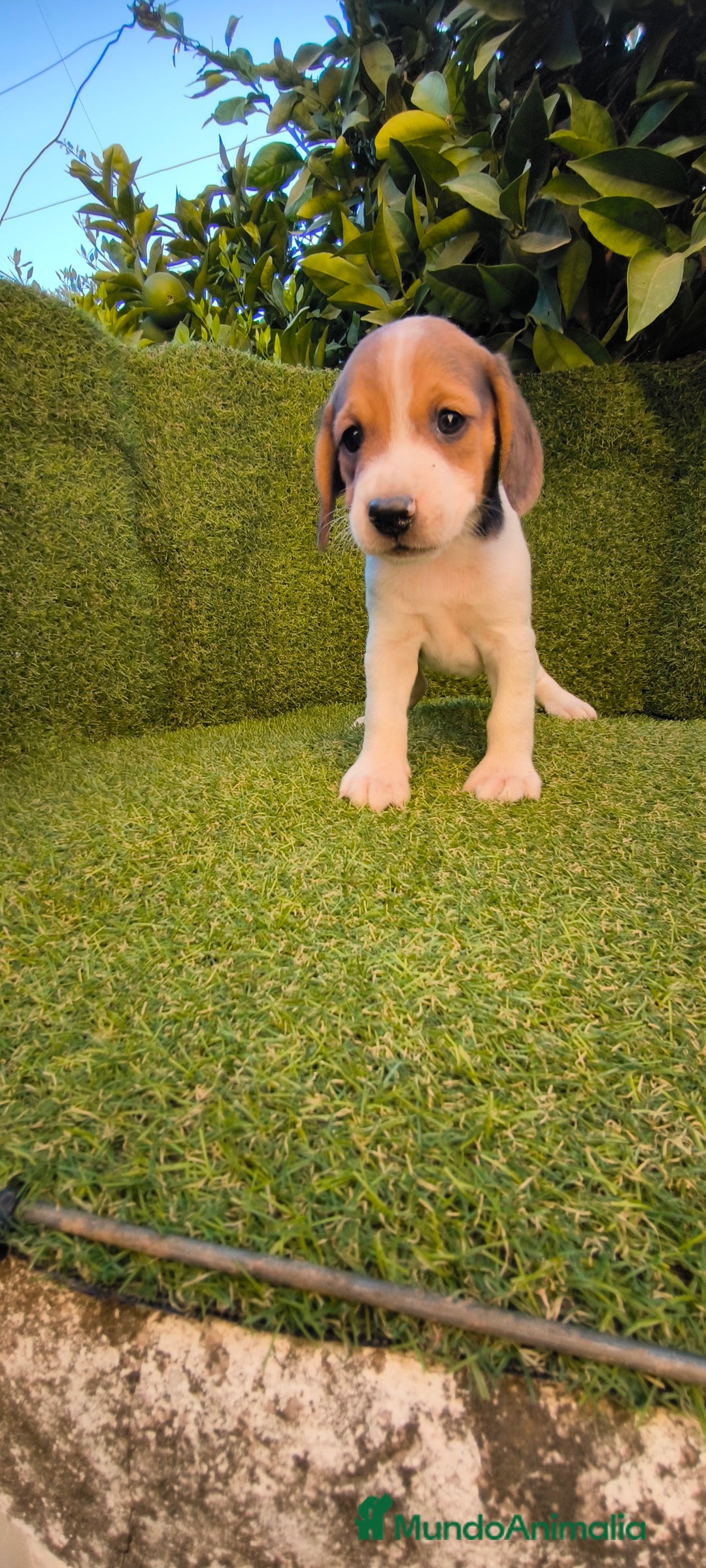 Beagle perros en venta: beagles tricolor  - Imagen 3