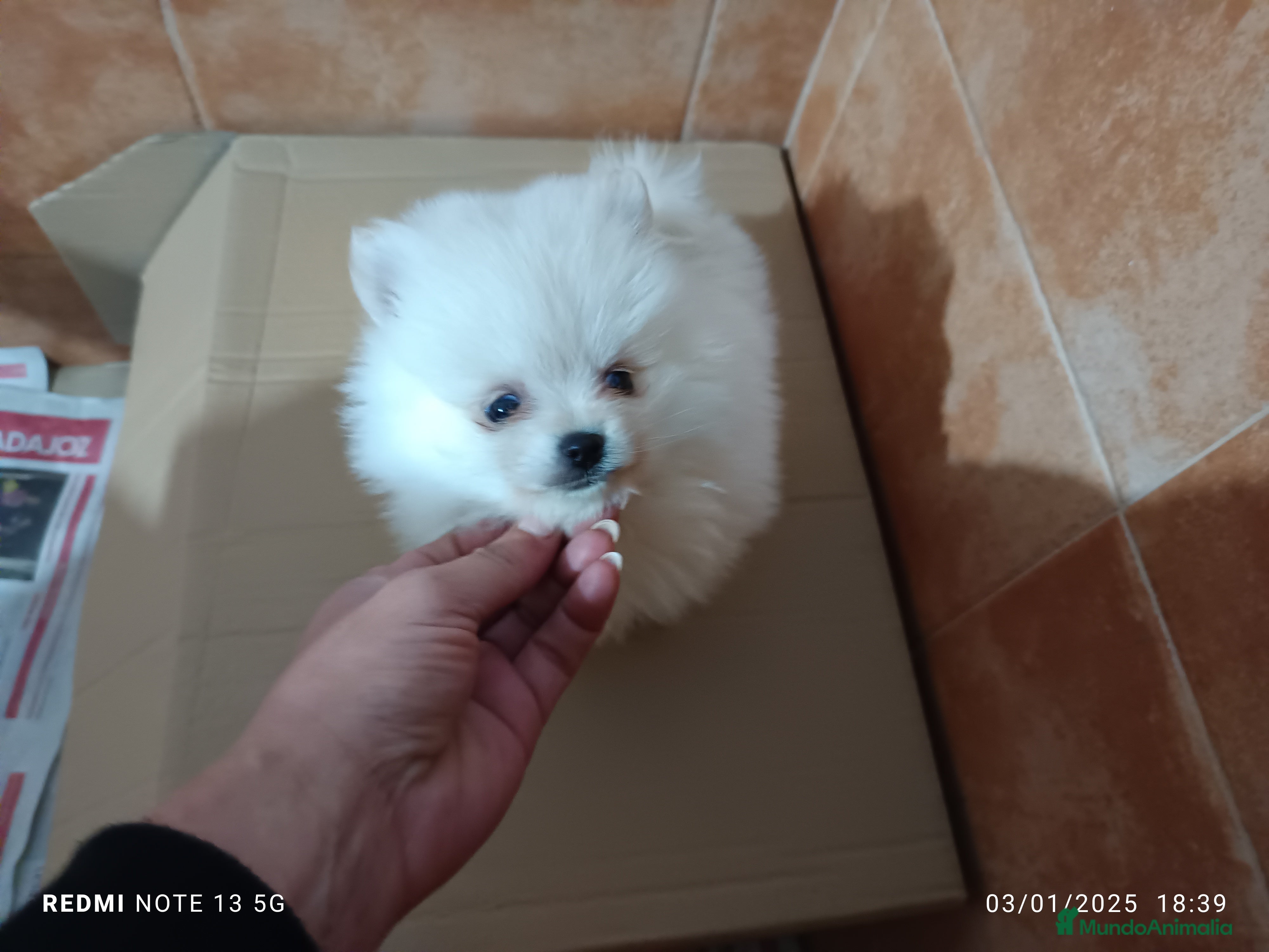Pomerania perros Pomerania de Lulú blanca hembra en Badajoz - Anuncio 2
