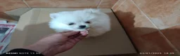 Pomerania perros en venta: Pomerania de Lulú blanca hembra en Badajoz - Anuncio 2