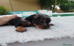 Teckel Miniatura perros en venta: Teckel merless mini - Imagen 3