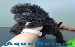 Caniche Toy perros en venta: Caniche Hembra CJMM 4170 AQUANATURA - Imagen 1
