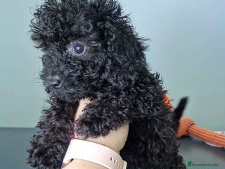 Caniche Toy perros Caniche Hembra CJMM 4170 AQUANATURA - Anuncio 23