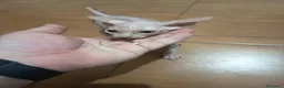 Sphynx gatos en venta: Gato egipcio  - Anuncio 13