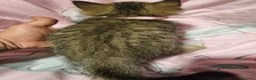 Británico de Pelo Corto gatos en venta: British short hair golden-tabby en Valencia - Anuncio 4