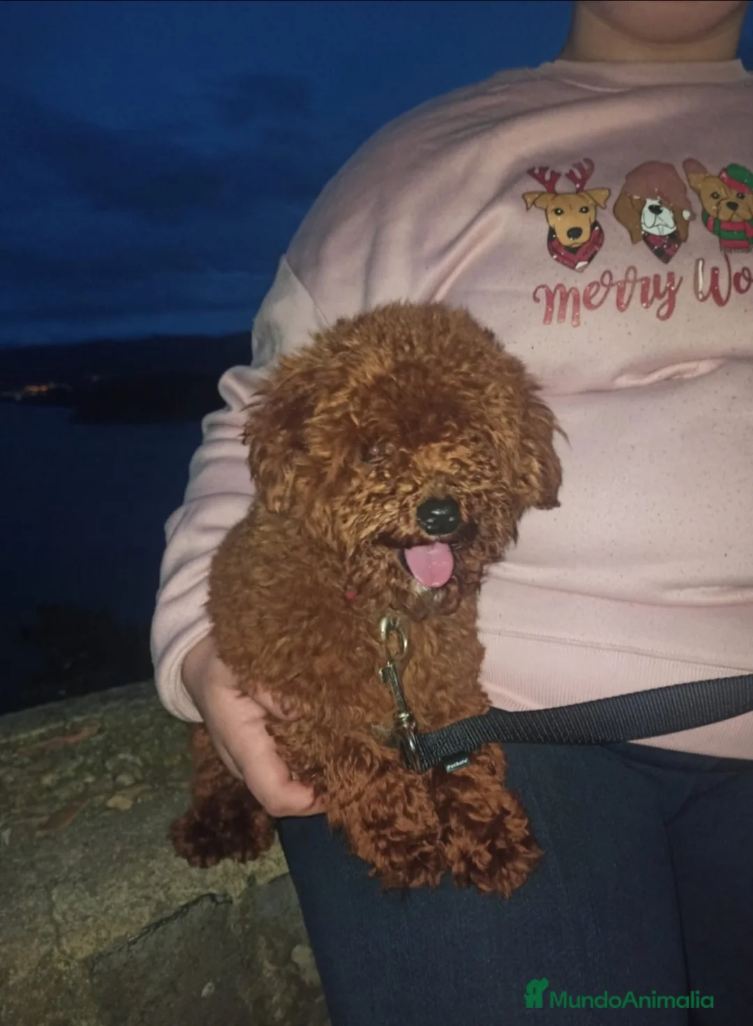 Caniche Toy perros en venta: CANICHES TOY - Anuncio 1